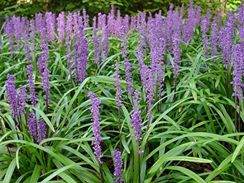 Super Blue Liriope Muscari - 10 Bare Root Plants - Evergreen Ground Cover Grass