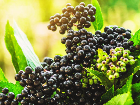 Pack 3 American Elderberry Trees Live Plants for Planting, Sambucus Canadensis Black Elderberry Bush Live Plants, Elderberry Plants Live 6-12 Inch Tall, Sweet Elderberries Fruit Trees, Bareroots