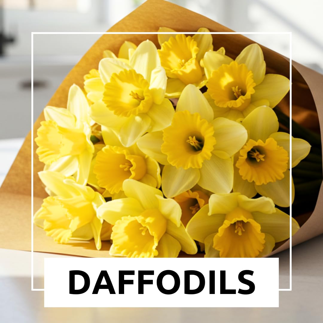 Large Flowering Mix Daffodil Bulbs for Planting, Stunning Perennial Flower Bulbs, Borders, Garden, Landscaping, Bulb Size 12/14 cm, Large Flowering Daffs (50 Bulbs)