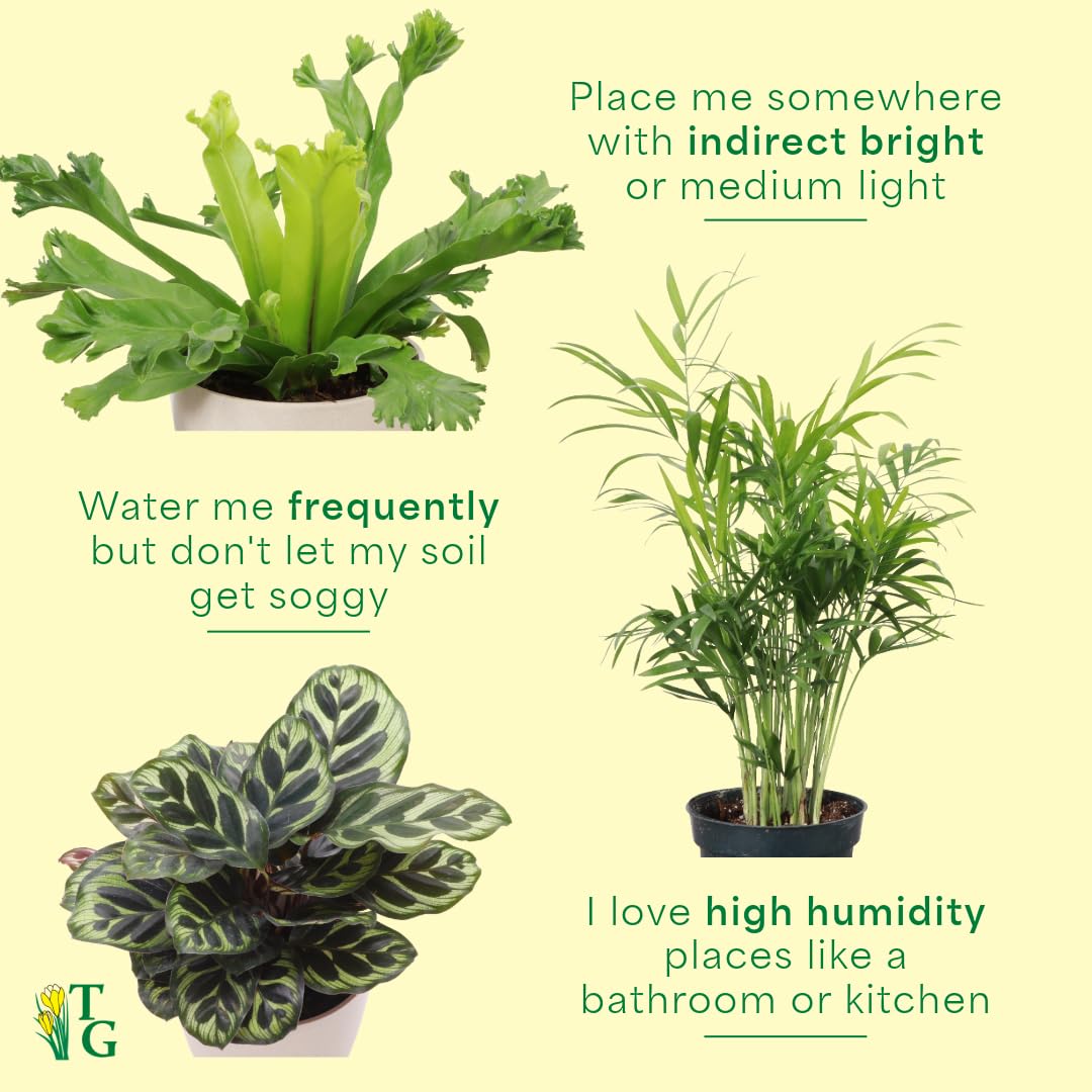 Thorsen's Greenhouse Live Pet Friendly Indoor Houseplants, Live Plants, Safe for Pets, 4" Diameter Pot, 3-Pack (Terra Cotta)