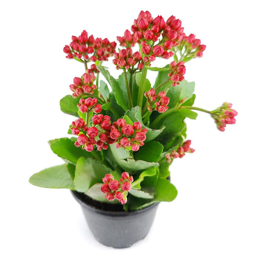 Live Indoor Flowering Houseplants, Red Kalanchoe blossfeldiana Flaming Katy in 4" Grower Pot, Easy Care Houseplants, Live Plants for Home and Office Decor