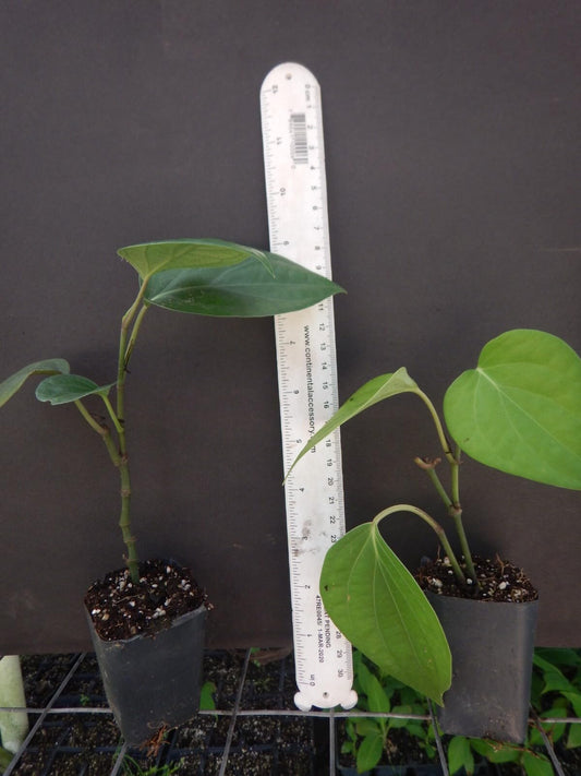 Live Plant - Black Pepper Piper Nigrum Live Starter Plant
