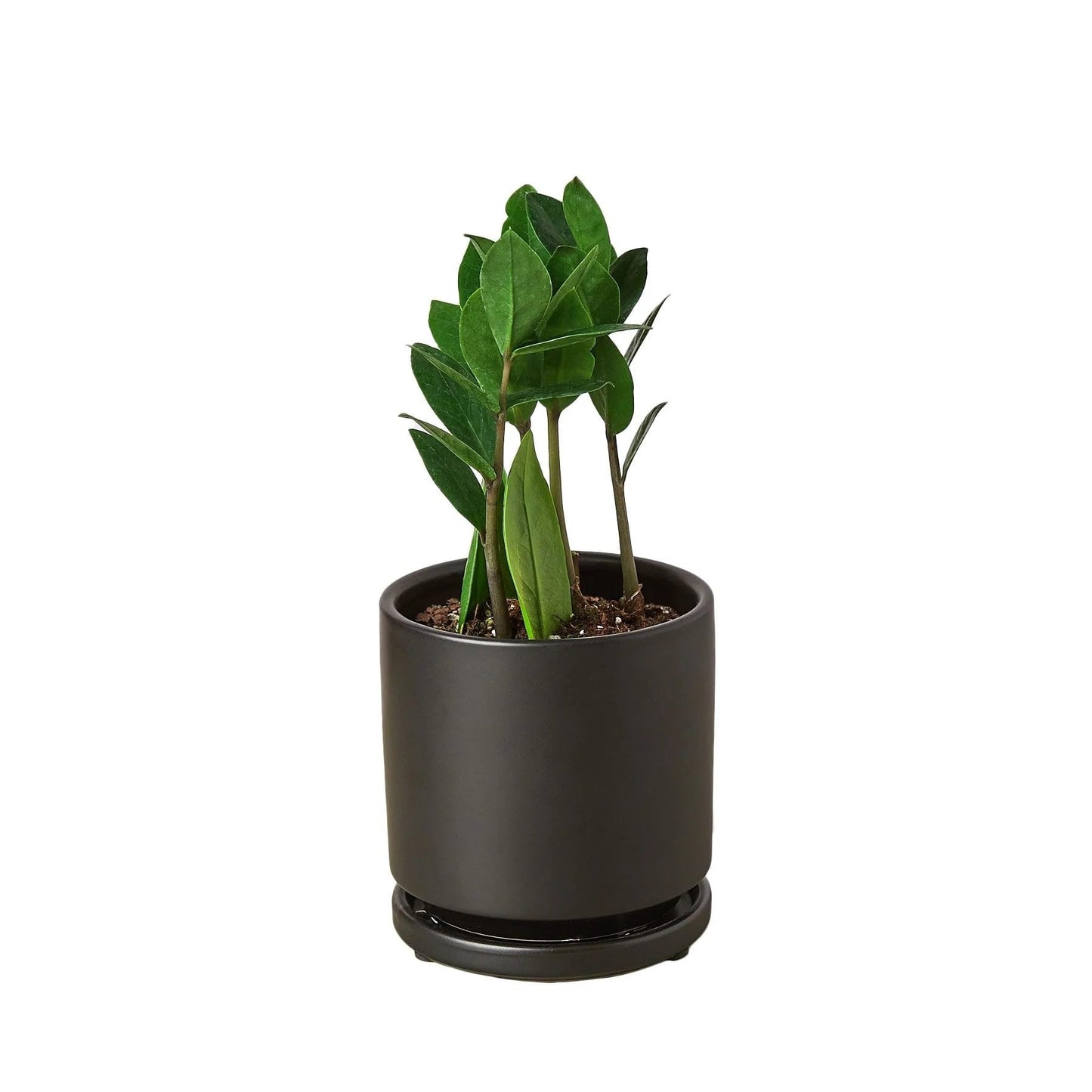 5 Pack Zamioculcas Zamiifolia ZZ in 4in Pot - Live Plants Tropical Houseplants | Variegated | USA Growers | The Snobby Leaf
