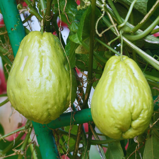 Chayote Squash Plant Live, Chayote Plant, Vegetable Plants, 7 to 9 Inc Tall, Gallon Pot