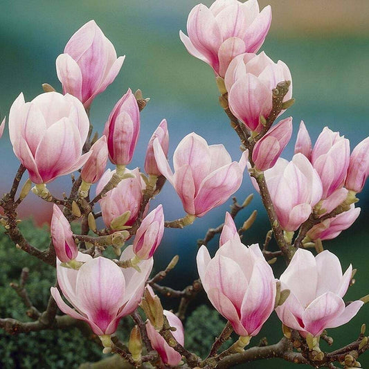 Live Plant - Saucer Magnolia Tree/Shrub - 6-12" Tall - Live Plant - 2.5" Pot - (Soulangeana)