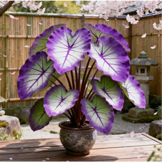 Elephant Ear Bulb Starter for Tropical Garden, Bold Leaf Coverage