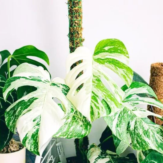 Philodendron Plant Live, Rare Tropical Variegated Live Indoor Houseplant, Starter Plants No Pot, 5-9" in Tall (Monstera Thai Constellation)