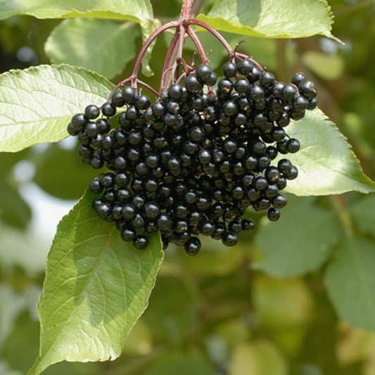 Live Plant - 2 American Elderberry Shrubs - 12" Tall Live Plants, Qt Pot, Sambucus Canadensis