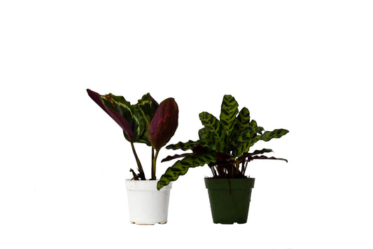 Calathea Variety 2 Pack | Live Plant for Indoor & Outdoor | for Living Room, Office, Bathroom | (4" Pot)
