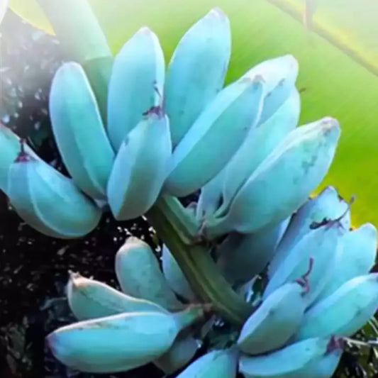 Banana Plant Live, Ice Cream Blue Banana Tree Live Plant, Hardy Banana Fruit Seedling 4 to 8 Inch Tall, Indoor Outdoor