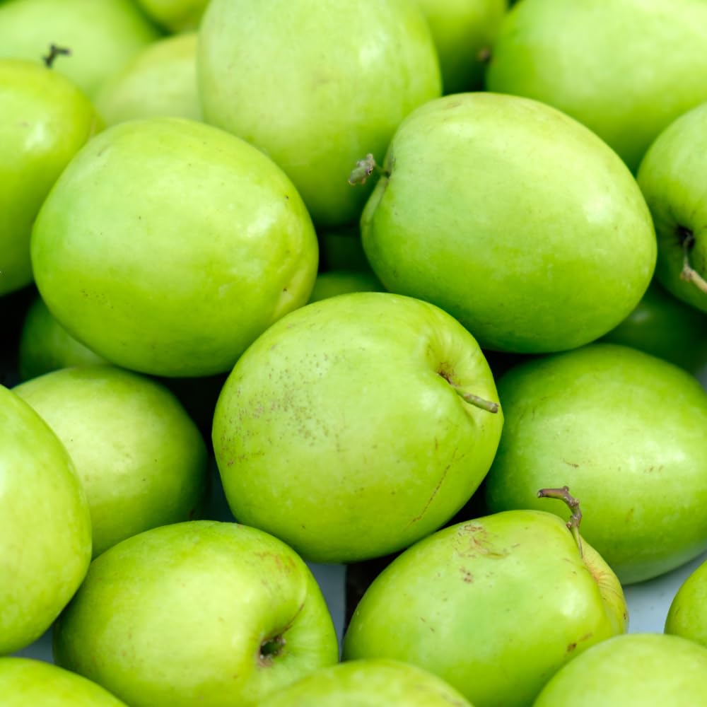 Thai Jujube Tree Live Plant in 3 Gallon Container, Sweet Apple Date Tree, 2 Feet Tall, Hardy and Perennial, No Ship to CA