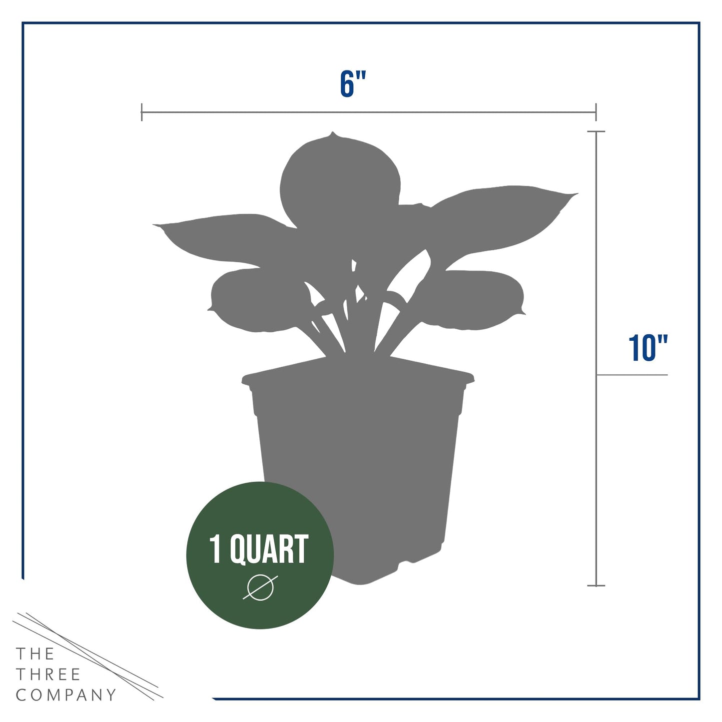 Live Perennial Hosta - Queen Josephine (3 Plants Per Pack) Beautiful Accent Plant, 10" Tall by 4" Wide in 1 Qt Pot