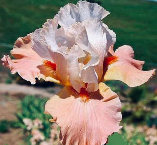 Premium Bearded Iris ‘Struck Twice’ Rhizome/Root/Bulbs (1 ea) - Amazon 30-Day Returnable Guarantee