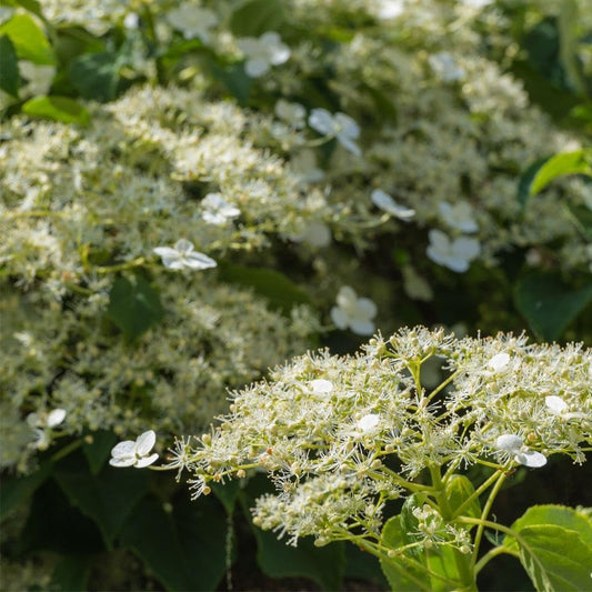 Brighter Blooms - Climbing Hydrangea, 1 Quart - No Shipping to AK, AZ, HI