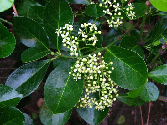 Live Plant - Manhattan Euonymus Shrub/Hedge - Live Plant - 6-12" Tall Seedling - 2.5" Pot