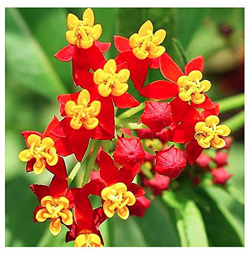 Tropical Milkweed - Asclepias Currassavica Seeds - Food and Host Plant for Monarch Butterflies. Will Grow all over the United States as an Annual and Perennial from Zones 8b and higher.