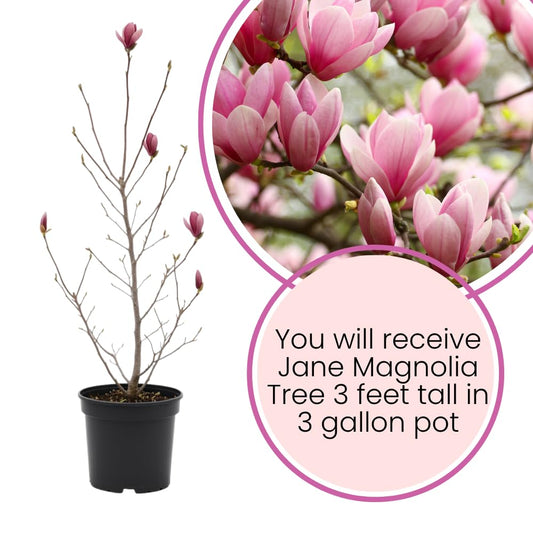 Magnolia Trees Live Plants, Jane Magnolia Tree, Pink Blooms, Well Rooted in 3 Gallon Pot, 3 Feet Tall, Fragrant Pink Flowers for Patio and Garden, No Ship to CA