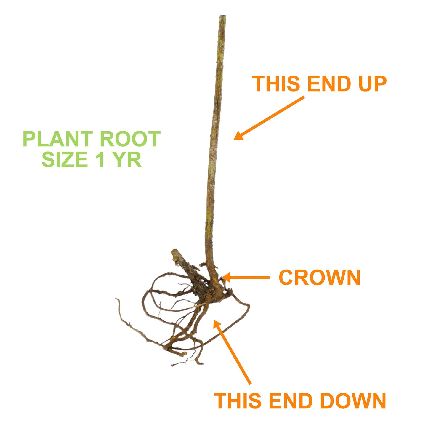 Garden State Bulb Heritage Raspberry Bare Root for Planting, Non-GMO, Spring (Bag of 2)