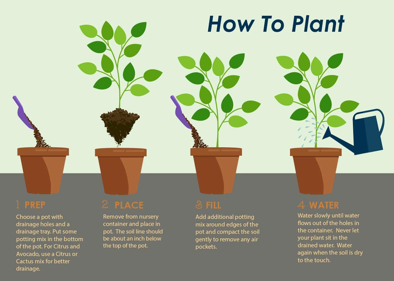 Brighter Blooms - Sunny Knock Out® Rose Tree, 3-4 ft. - No Shipping to AK, AZ, HI