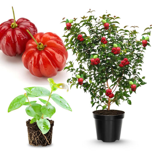 7 Months Old Surinam Cherry Tree Live Plant, Fast-Growing and High Yielding Sweet Fruit, Edible Fruit Bearing Tree for The Patio and Garden, No Pot, 4-8" in Tall