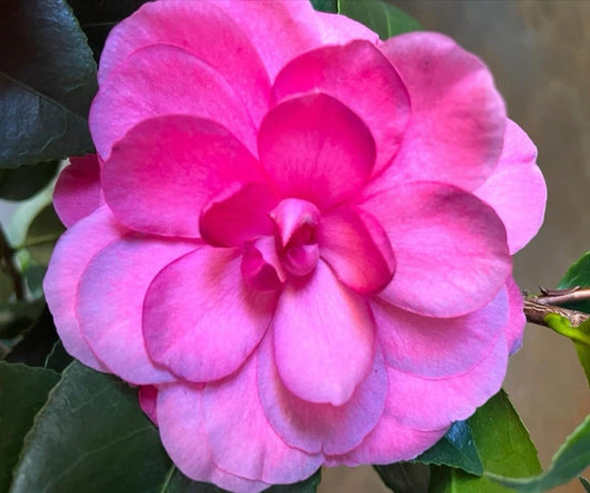 Live Plant - Nuccio’S Cameocamellia Japonica-Live Starter Plant