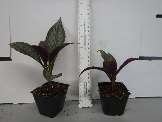 Live Plant - Persian Shield**Strobilanthes Dyerianus Starter Plant
