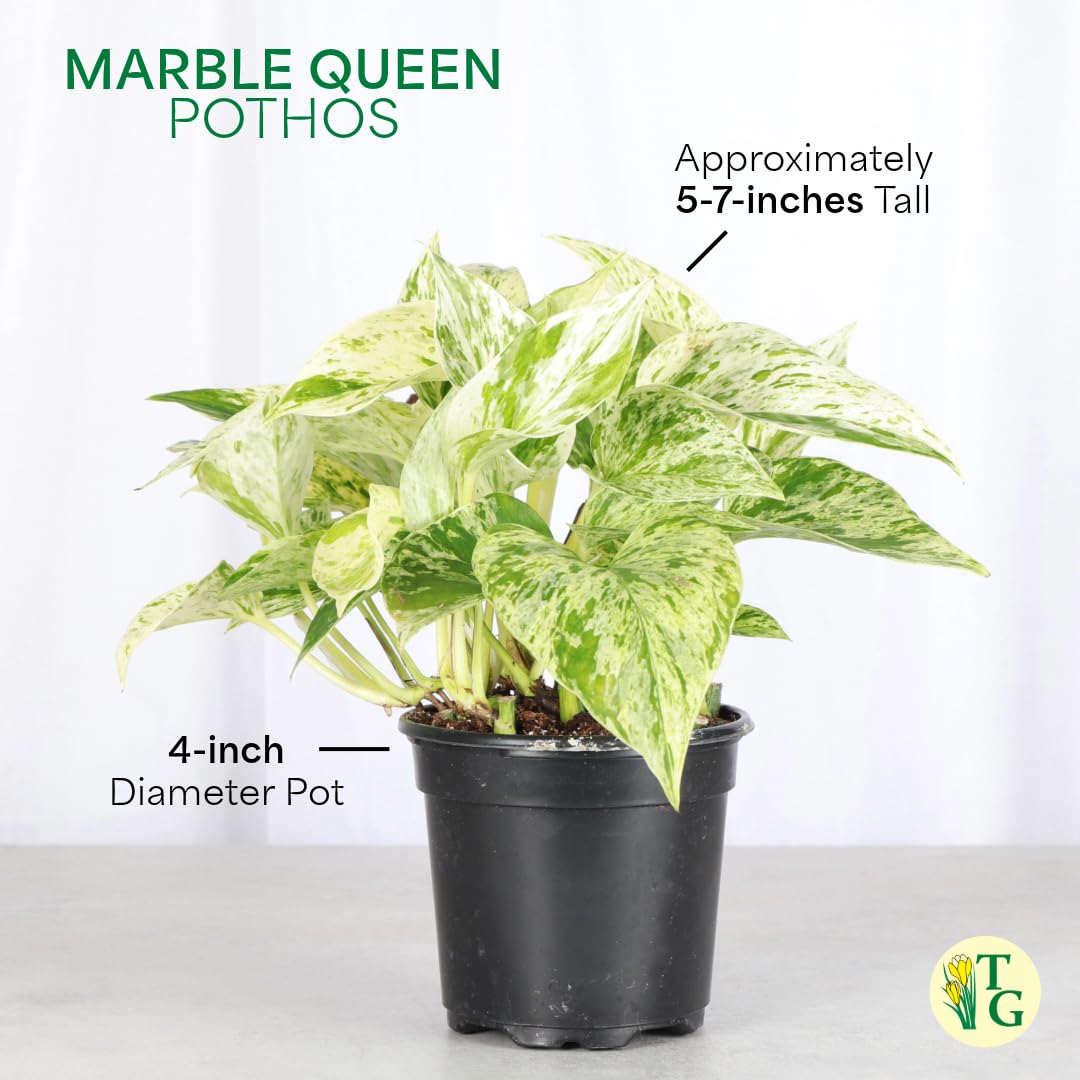 Thorsen's Greenhouse Marble Queen Pothos, Live Indoor Plant, Easy to Grow, Rare Variegated Houseplant, Natural Air Purifier, 4-inch Diameter Pot (Gold)