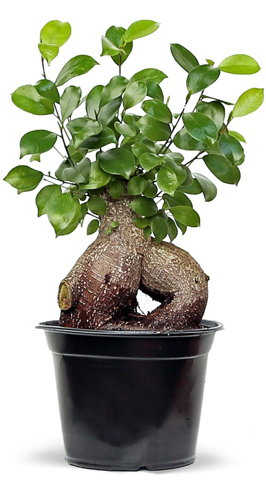 Live Ginseng Ficus, Ficus Retusa, Taiwan Ficus, Banyan Fig, Bonsai Houseplant, Birthday Gift, Housewarming Gift for The Home, Plant Lover Gift, Live Potted Houseplant in 6" Pot