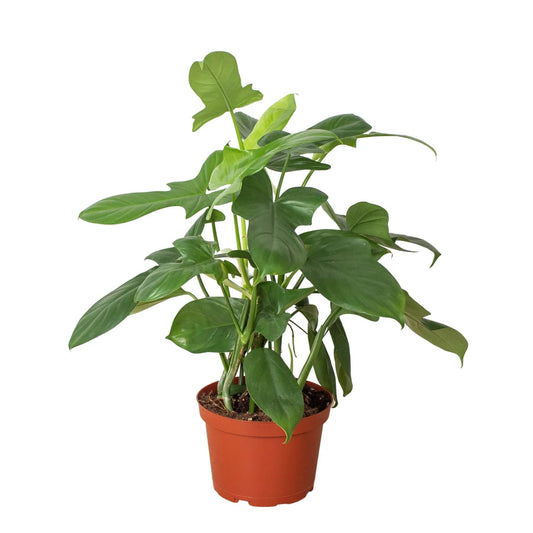 Philodendron Silver Sword | Live Plant for Indoor & Outdoor | for Living Room, Office, Bathroom | (4" Pot)