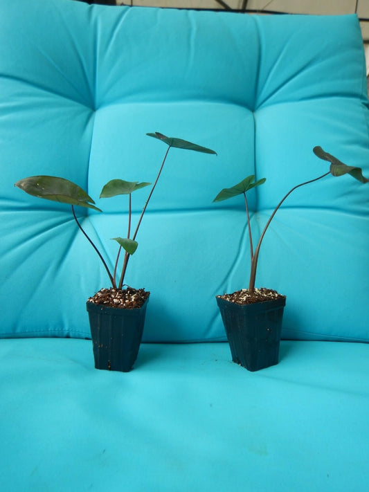 Live Plant - Black Magic - Colocasia esculenta- Elephant Ear - Small Rooted Starter Plant