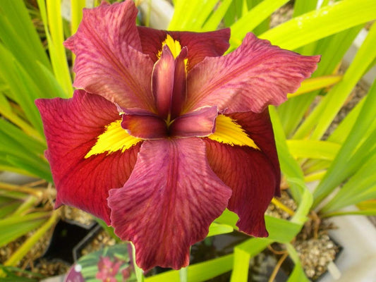 Louisiana Iris Bog Pond Plant - Ann Chowning - Red Louisiana Iris Marginal Pond Plant from AquaLeaf Aquatics