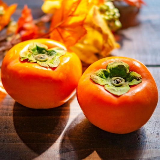 Potted Persimmon Tree Live Plant 1 Year Old Seedling, 8–12 Inches Tall in Quart Pot, Hardy Fruit Tree for Outdoor Spring Planting