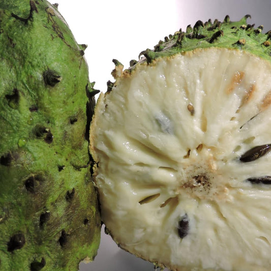 Soursop Tree Live Plant in 3 Gallon Pot, 3 Feet Guanabana Sweet Giant Soursop Fruit Tree 3 Years Old for Planting Outdoor