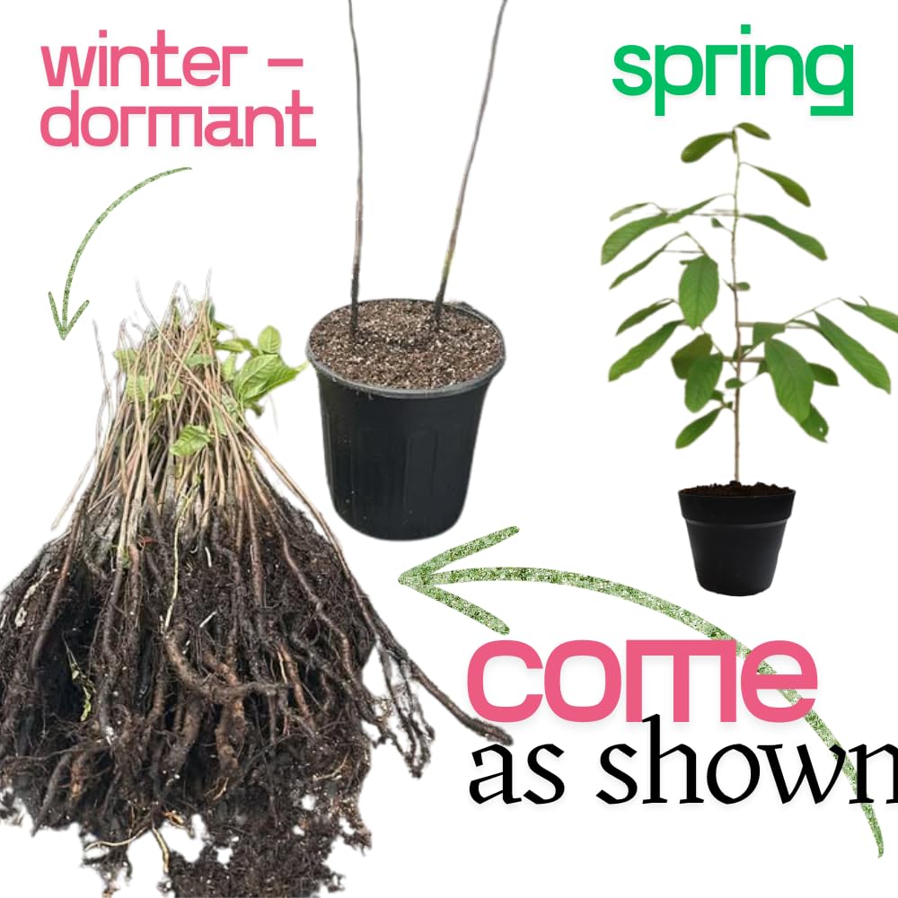 2 Common Pawpaw Trees Live Plants Size 1 Year Old, Potted 6-12" Tall Dormant Paw Paw Seedling Plants, Well Rooted, Ornamental Fruit Asimina Triloba