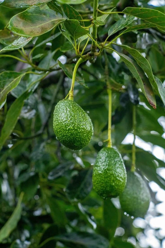 Live Plant - Avocado Pollock Tree 1'-2'