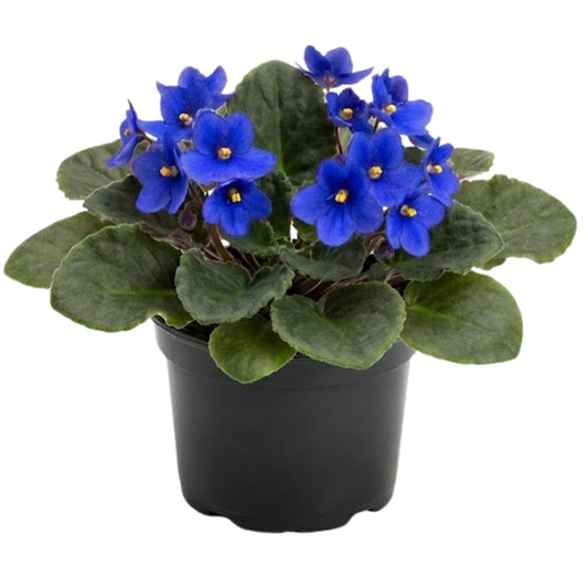 African Violets Live Plant in 4 Inch Pot, Blue Blooms, Perennial Flower Houseplant African Violet Plant for Indoors Outdoor Garden