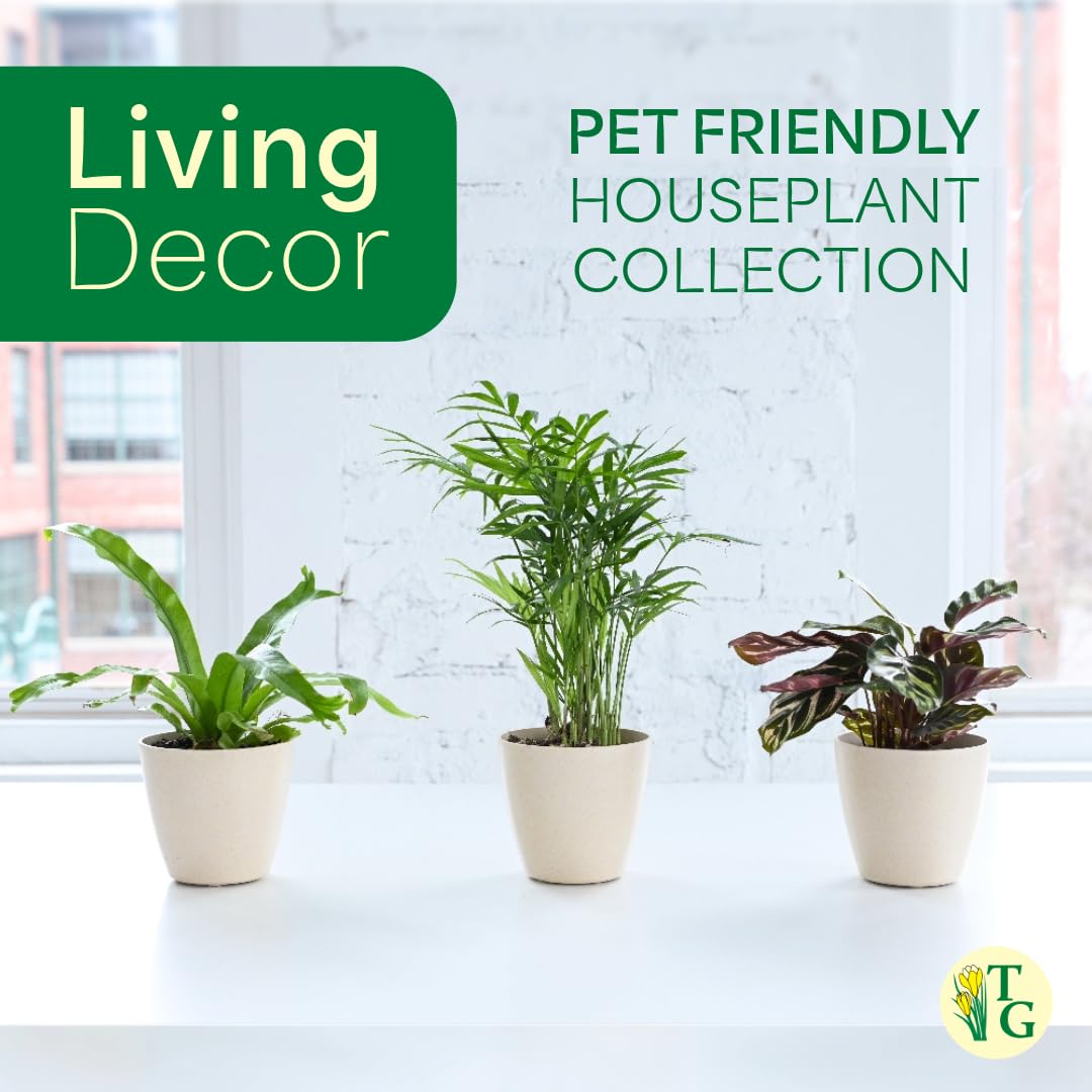 Thorsen's Greenhouse Live Pet Safe Houseplants (3 Pack), Easy to Grow, Pet Friendly & Non-Toxic, Grower's Choice Bundle, 4-inch Diameter Established Plants, Nursery Pot (3-Pack)