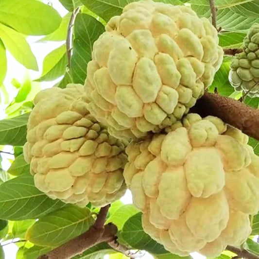 2-3' Tall Yellow Sugar Apple Tree Live Plant, Tropical Annona Squamosa Custard Sugar Apple Fruit Plant, in 3 Gallon Pot, No Ship to CA