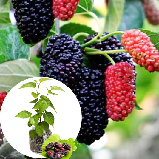 Dwarf Mulberry Tree Live Plant for Planting 5 to 8 Inch Tall, Everbearing Mulberry Bush Live Plant, Mulberry Plant Live, Mulberries Fruit