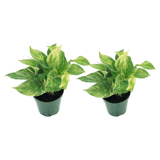 Live Pothos Plant - Epipremnum aureus ‘Marble Queen Pothos’ - ragnaroc Tropical Plant 5-8” Tall - 2ct Live Arrival Guaranteed - Low Maintenance House Plants for Home Decor & Gift