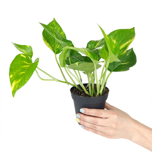 Live Houseplant 4" Golden Pothos - Easy Care Indoor Plant - House Plants Indoors Live - Low Light House Plants - Plants Live Houseplants - Air-Purifying Houseplant for Gift or Home Decoration