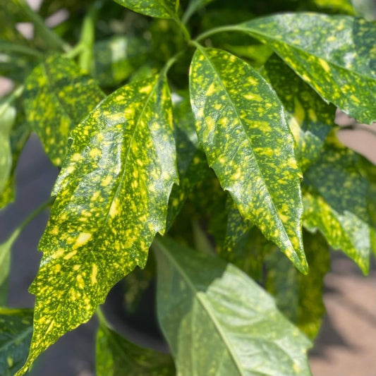 Aucuba Japonica ‘Gold Dust’ – Variegated Shade Shrub with Yellow Speckled Leaves, Evergreen Japanese Laurel for Outdoor Garden Landscaping, Low Maintenance Plant (2 Gallon)