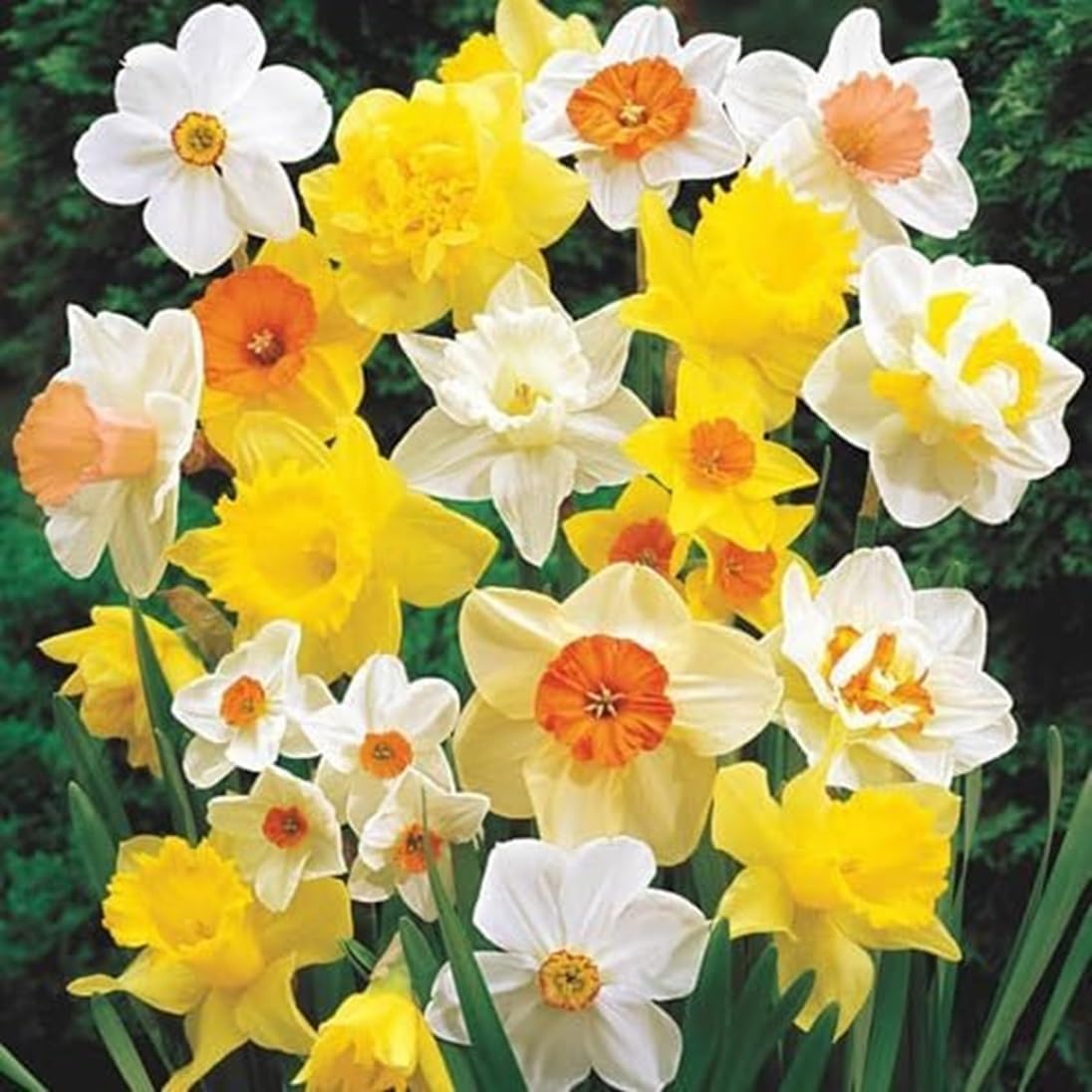 Large Flowering Mix Daffodil Bulbs for Planting, Stunning Perennial Flower Bulbs, Borders, Garden, Landscaping, Bulb Size 12/14 cm, Large Flowering Daffs (50 Bulbs)