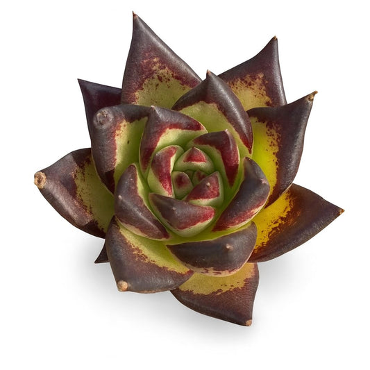 Echeveria Agavoides Ebony – Live Succulent – 2.5 Inch – Drought-Tolerant, Low Maintenance, Ideal for Indoor & Outdoor, Terrariums, Rock Gardens