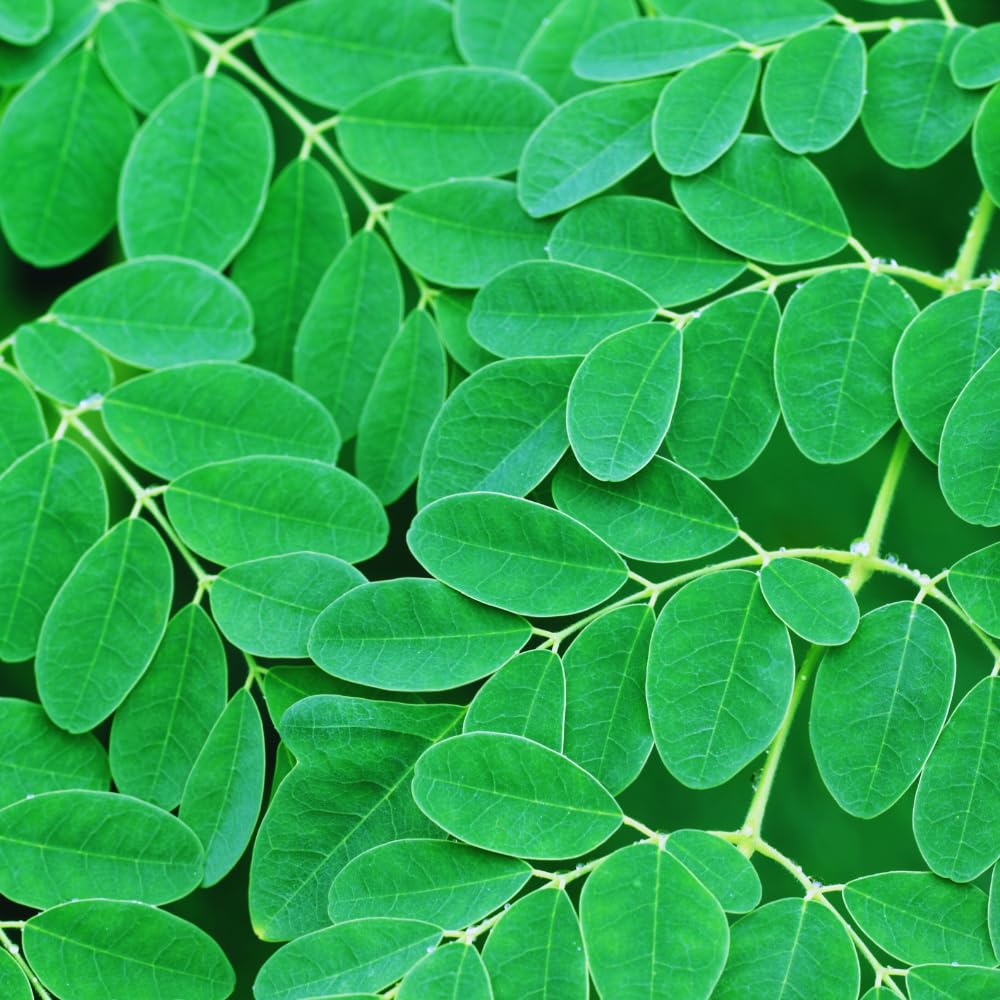Moringa Tree Plant Live Moringa Plant for Garden, 4 Inc Pot