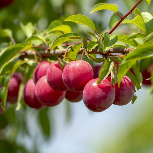 Santa Rosa Plum Trees Live Plants, Live Plum Tree in 3 Gal Pot, Large Plant from 3 Feet Tall, Sweet and Juice Fruit for Outdoor Gardening, No Ship to CA
