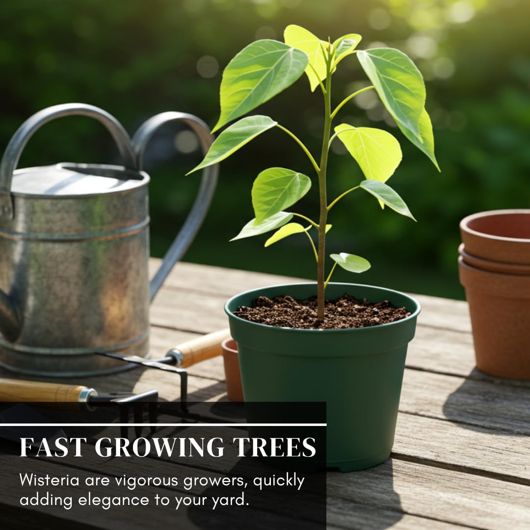 Weeping Wisteria Bonsai Tree Seedling for Planting - 1 Year Old Well Rooted Seedling - Starter for Bonsai Training or Outdoor Planting – Deciduous Flowering Vine Tree