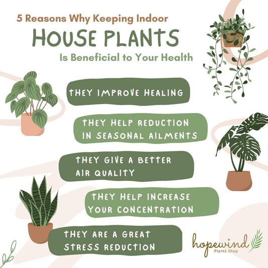 Hopewind Plants Shop Live Plants Stromanthe Triostar, Tricolor Prayer Plant, 12-16 inch Tall, houseplant, Gorgeous Live Indoor Live Plant, Easy to Care, Rare Plant, 4 inch Pot