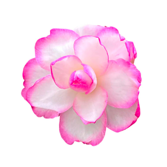 Bob’s Supreme Camellia – Evergreen Flowering Shrub with Large Red Blooms, Hardy Garden Plant for Borders, Containers & Landscapes (3 Gallon/Potted/Set of Two)