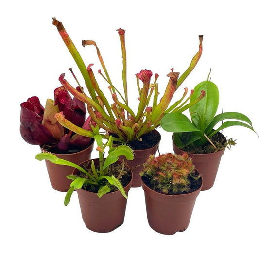 BubbleBlooms Carnivorous Plant Assortment Set, 5 Live Different Plants in 2 inch Pots